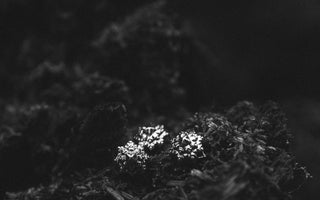 Natural Instinct for Amanojak. <br>「Cycle of Bloom／咲き続けるもの」