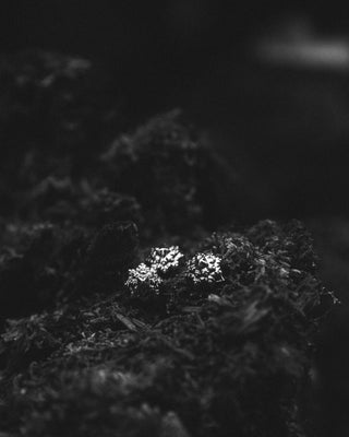 Natural Instinct for Amanojak. <br>「Cycle of Bloom／咲き続けるもの」